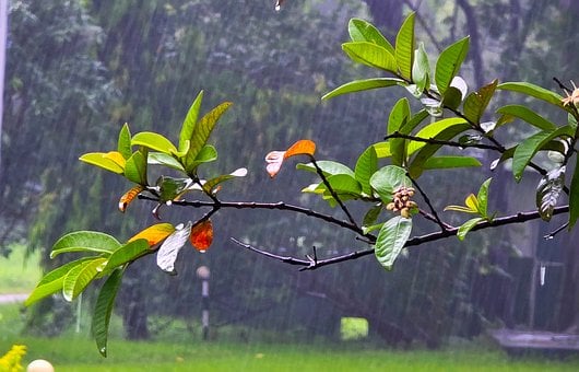 Free Rain Leaves photo and picture