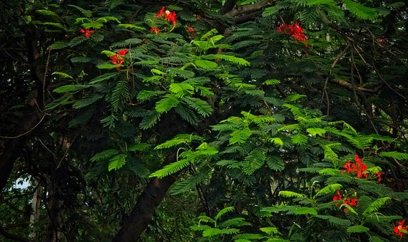 Free Nature Tree photo and picture