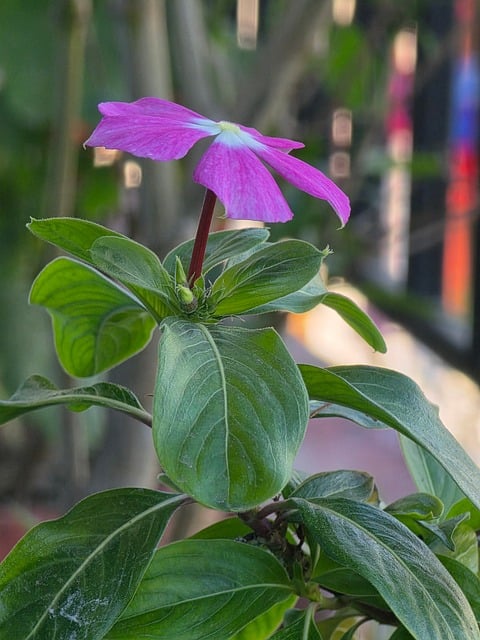 Free Flower Purple photo and picture