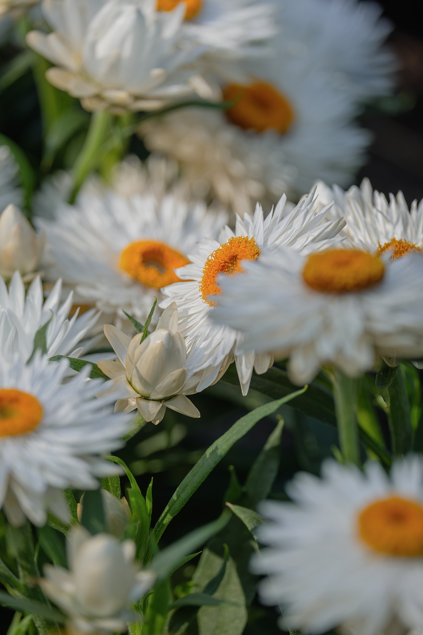 Everlasting Flower Nature Summer - Free photo on Pixabay