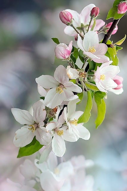 Apfelbaum, Blüten, Natur, Frühling