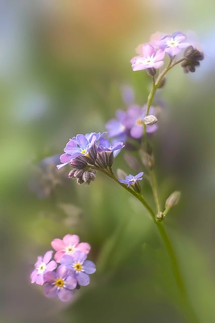 Blumen, Vergissmeinnicht, Makro