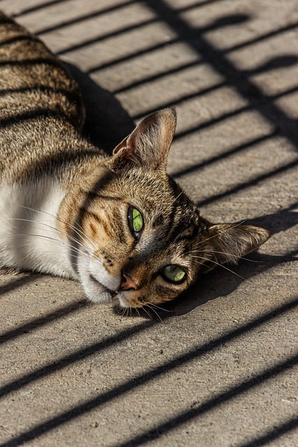 Gato, Acostado, Al Aire Libre, Sombra