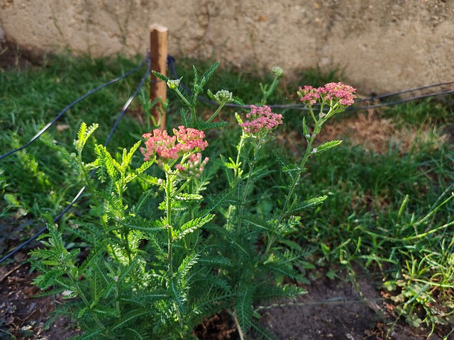 Schafgarbe, Garten, Natur, Blätter, Grün