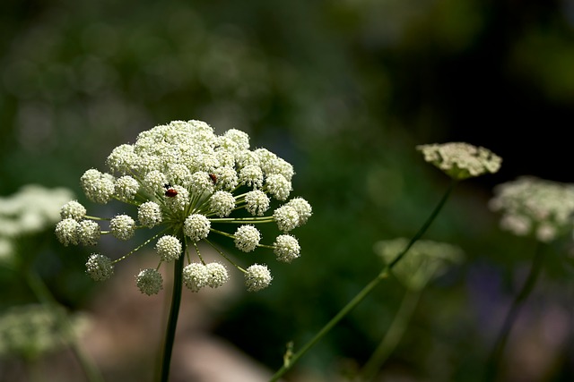 Free Flower White photo and picture