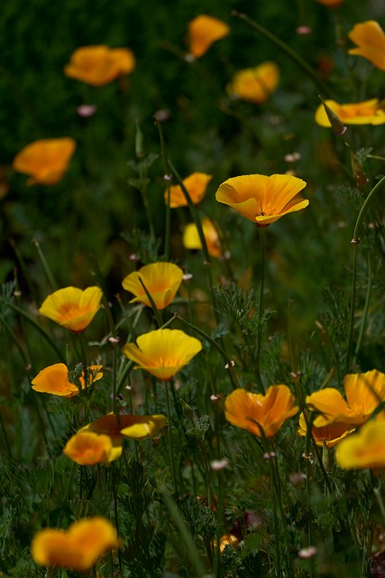 Free California Poppy Nature photo and picture