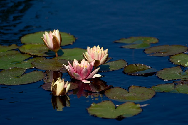 Free Water Lily Pond photo and picture