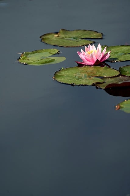 Free Water Lily Pond photo and picture