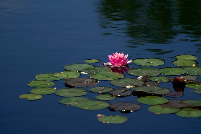 Free Water Lily Pond photo and picture