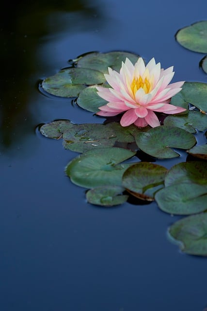 Free Water Lily Pond photo and picture