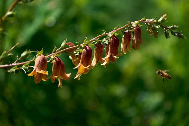 Free Flowers Nature photo and picture