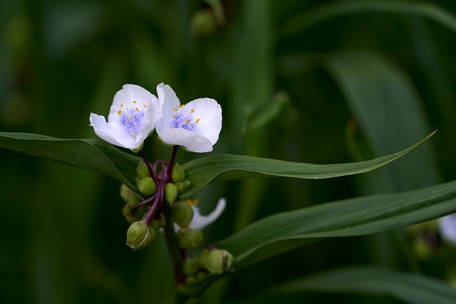 Free Flowers White photo and picture