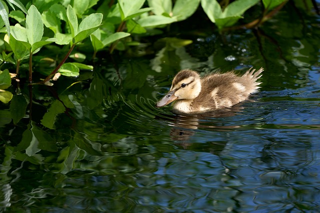 Free Duckling Swim photo and picture