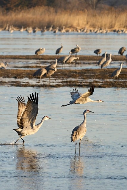 Free Cranes Flight photo and picture