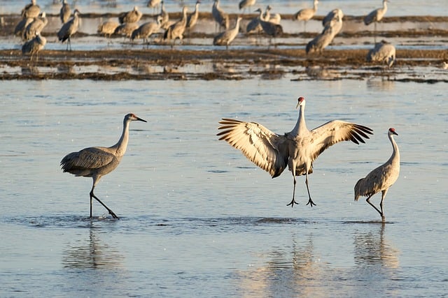 Free Birds Sandhill Cranes photo and picture