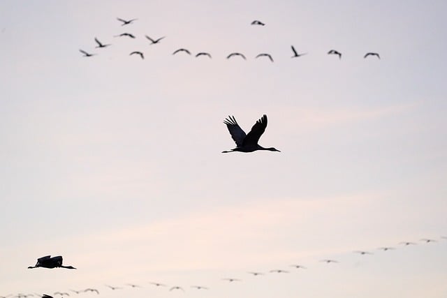 Free Birds Flying Birds photo and picture