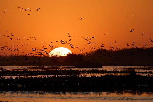 Free Birds Flight photo and picture