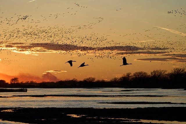 Free Birds Flight photo and picture