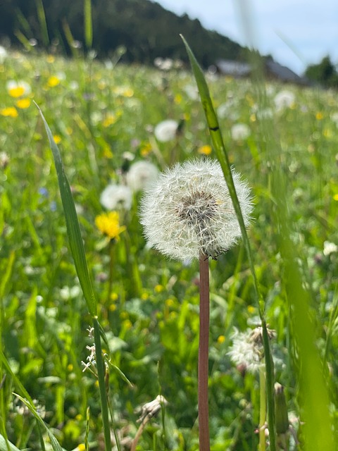 Free Dandelion Meadow photo and picture