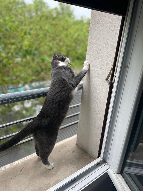 Free Cat Cat Behavior photo and picture