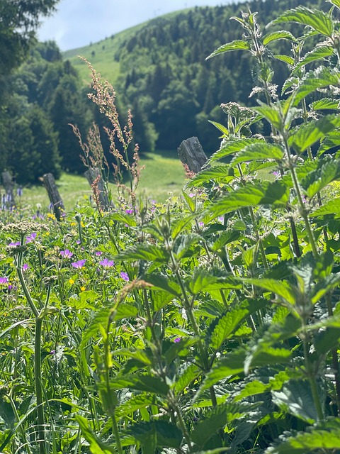 Free Nature Hills photo and picture