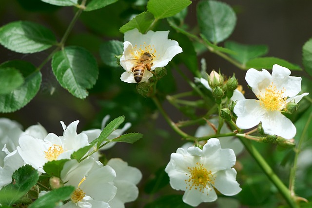 Free Bee Rose photo and picture