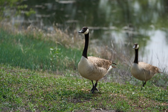 Free Geese Bird photo and picture