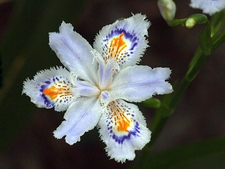 Iris, Květina, Květ, Detail, Bílá