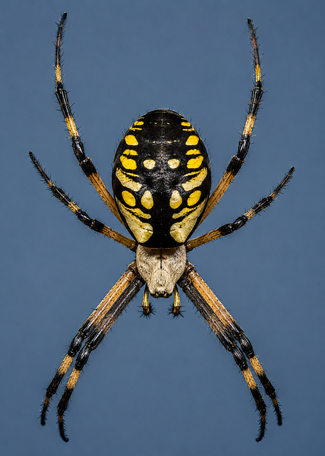 Free Spider Orbweaver photo and picture