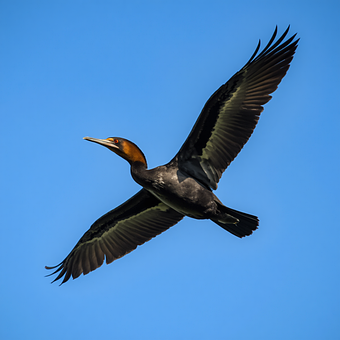 Free Bird Flying photo and picture