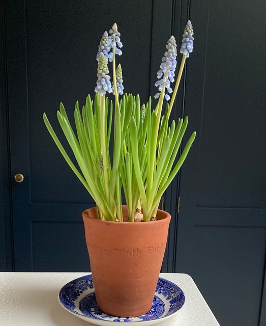 Free Flower Pot Brown photo and picture