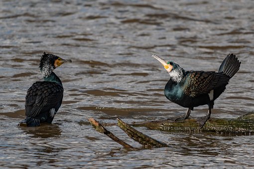 Free Cormorant Water photo and picture