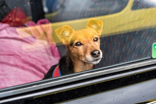 Free Dog Car photo and picture