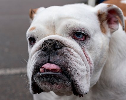 Free Dog Bulldog photo and picture