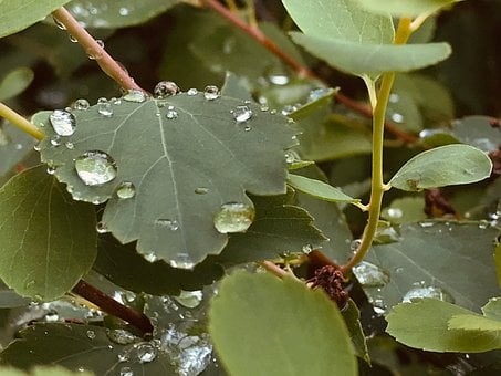 Frunze, Picături De Apă, Detaliu, Verde