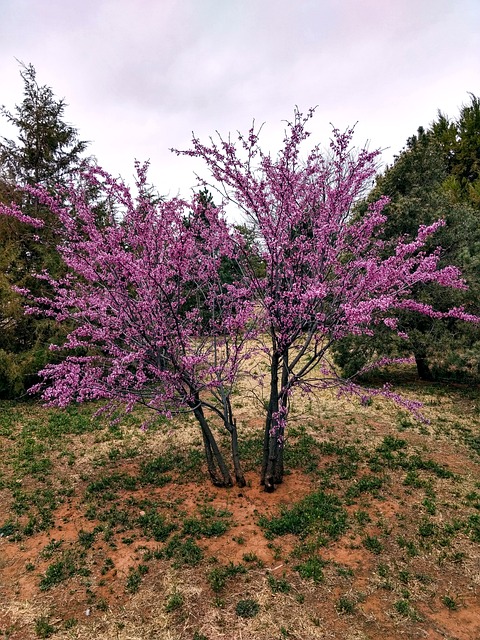 Free Eastern Redbud Ornamental Tree photo and picture