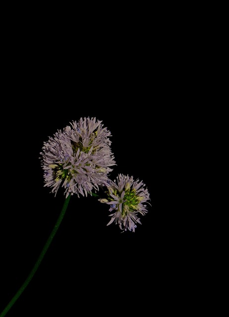 Free Blossom Nature photo and picture
