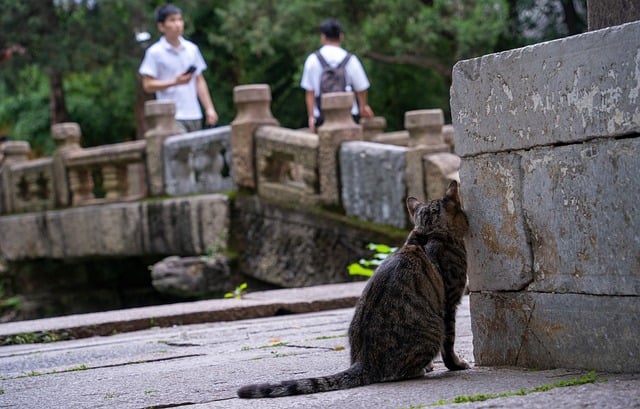 Katze, Park, Bank, Brücke, Menschen