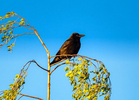 Krähe, Busch, Lied, Blauer Himmel, Baum
