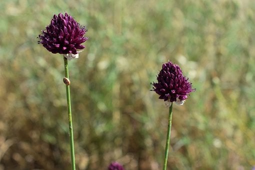 Wilder Knoblauch, Lila Blume, Sommer