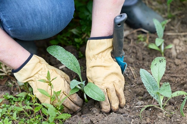 Free Gardening Gloves photo and picture