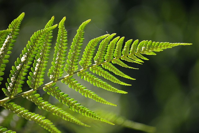 Free Fern Leaf photo and picture