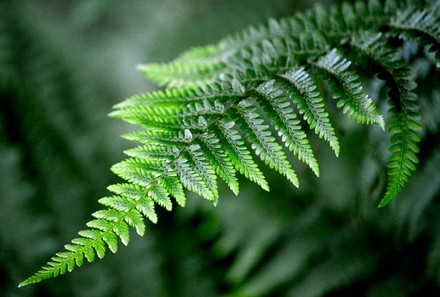Free Fern 4K Wallpaper photo and picture