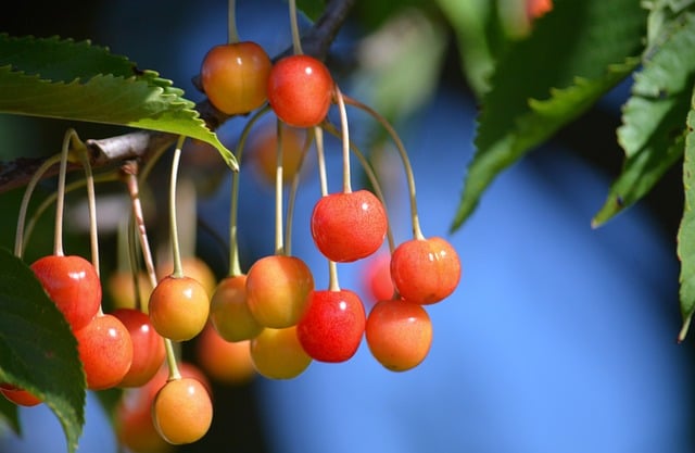Free Cherries Fruit photo and picture