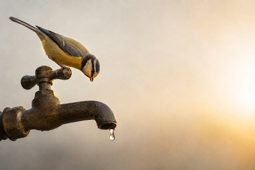 Free Bird Faucet photo and picture