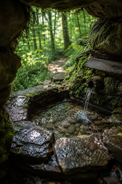 Free Spring Forest illustration and picture