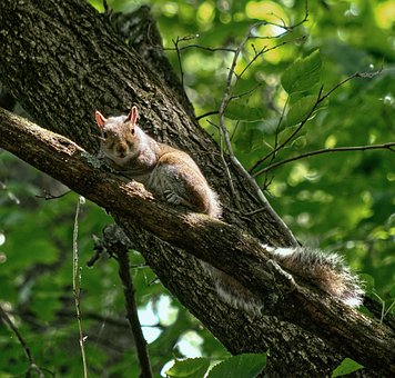 Free Squirrel Nature photo and picture