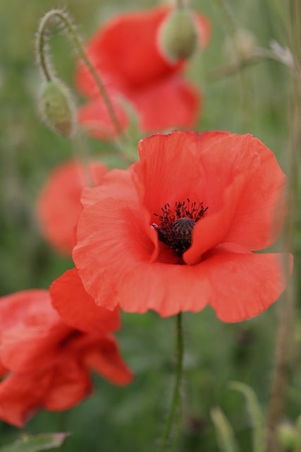 Free Poppy Red Flower photo and picture