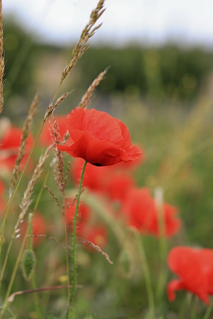 Free Poppy Nature photo and picture