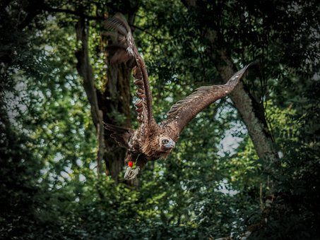 Free Eagle Forest photo and picture